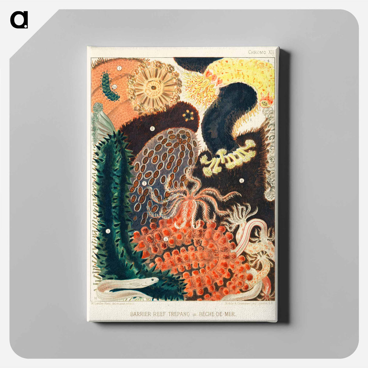 Barrier Reef Trepang or Bêche-de-Mer - オーストラリアのグレートバリアリーフ Canvas.