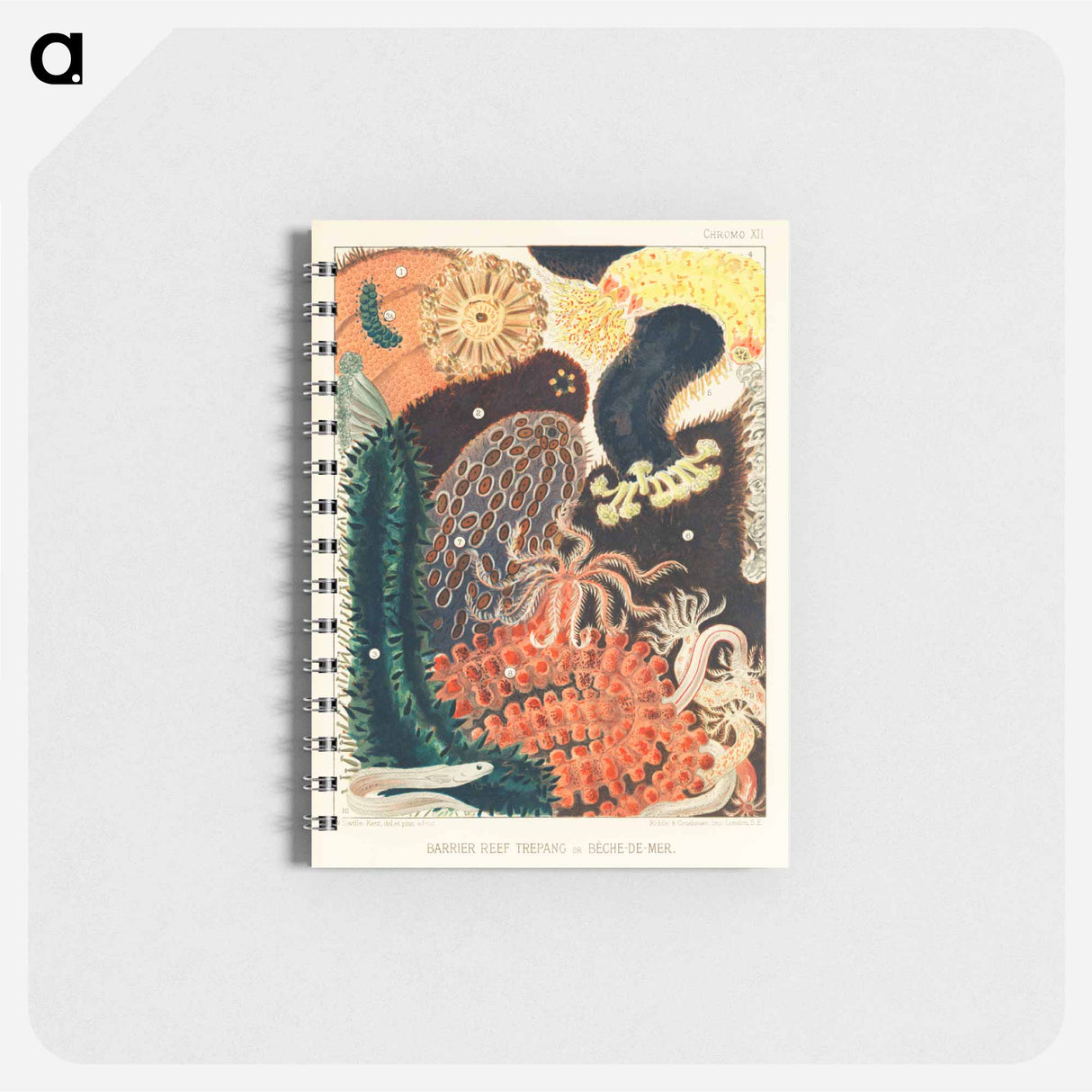 アートメモ帳-Barrier Reef Trepang or Bêche-de-Mer - オーストラリアのグレートバリアリーフ Memo.