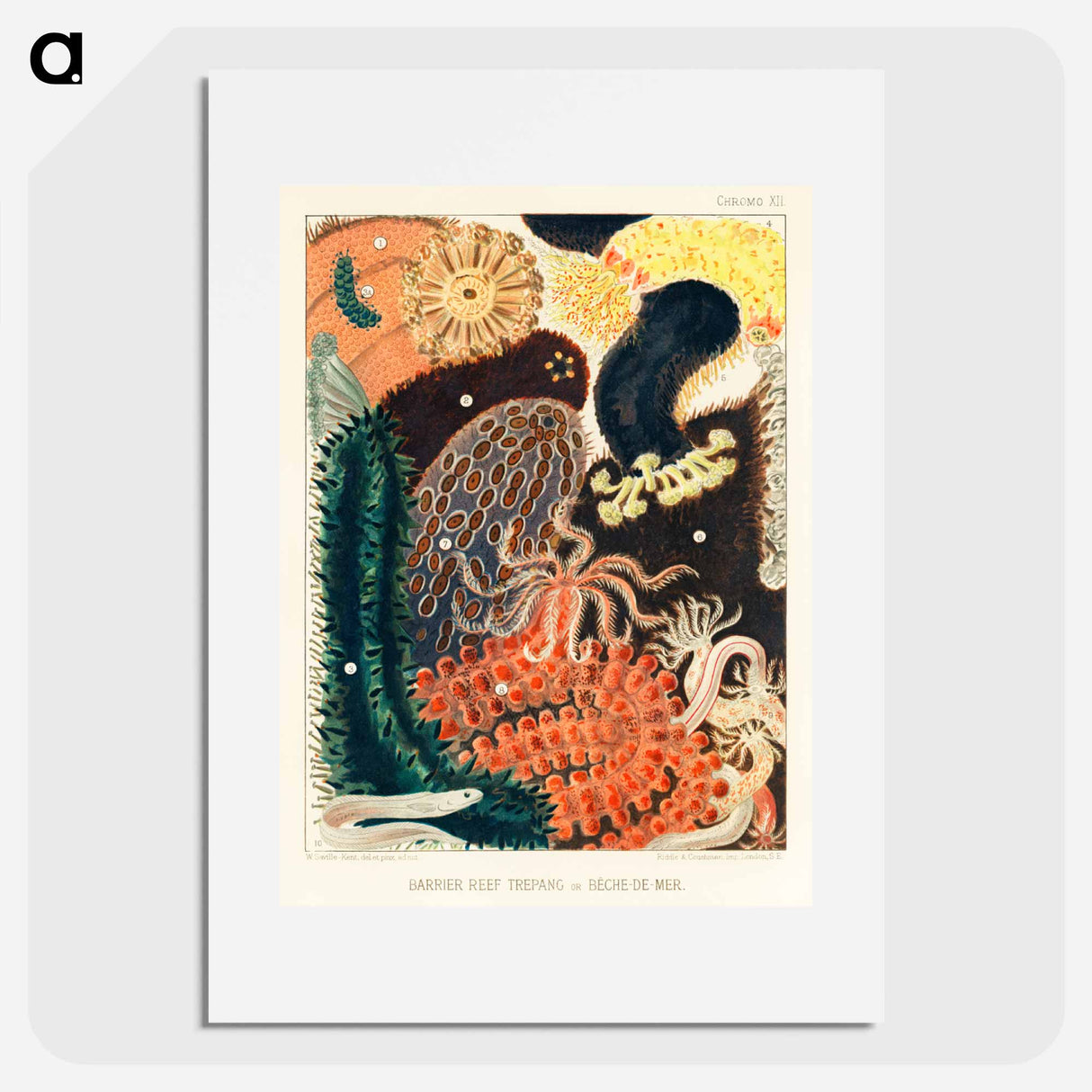 Barrier Reef Trepang or Bêche-de-Mer - オーストラリアのグレートバリアリーフ Poster.