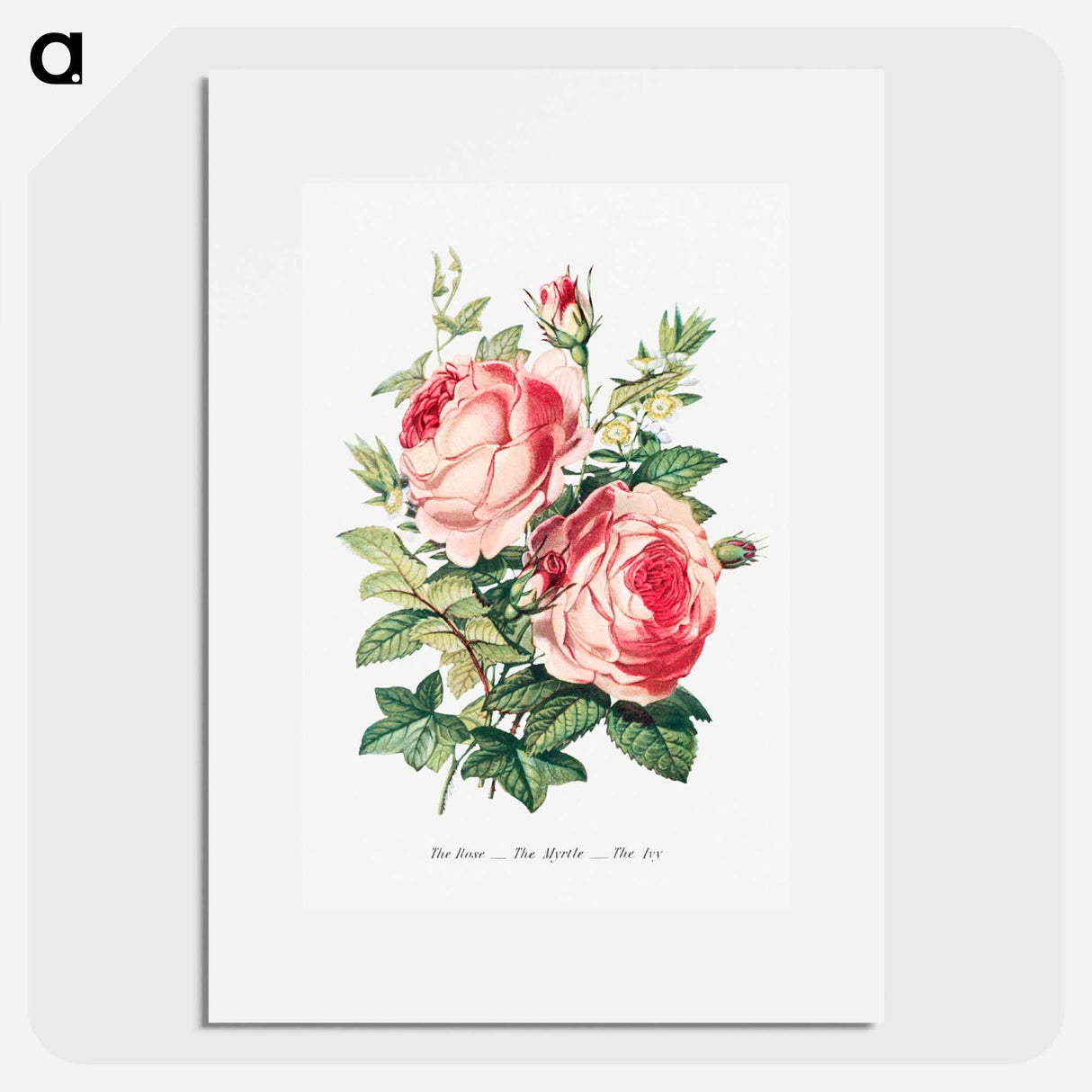 アートポスター-The Rose, the Myrtle and the Ivy from The Language of Flowers, or, Floral Emblems of Thoughts, Feelings, and Sentiments
- 花言葉 Poster.