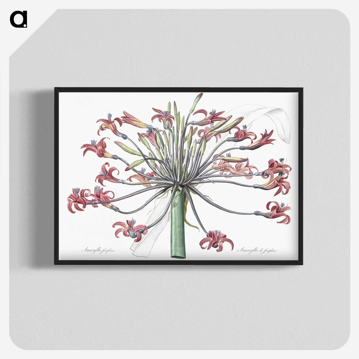 1-2_The-Lilies_blk-crop