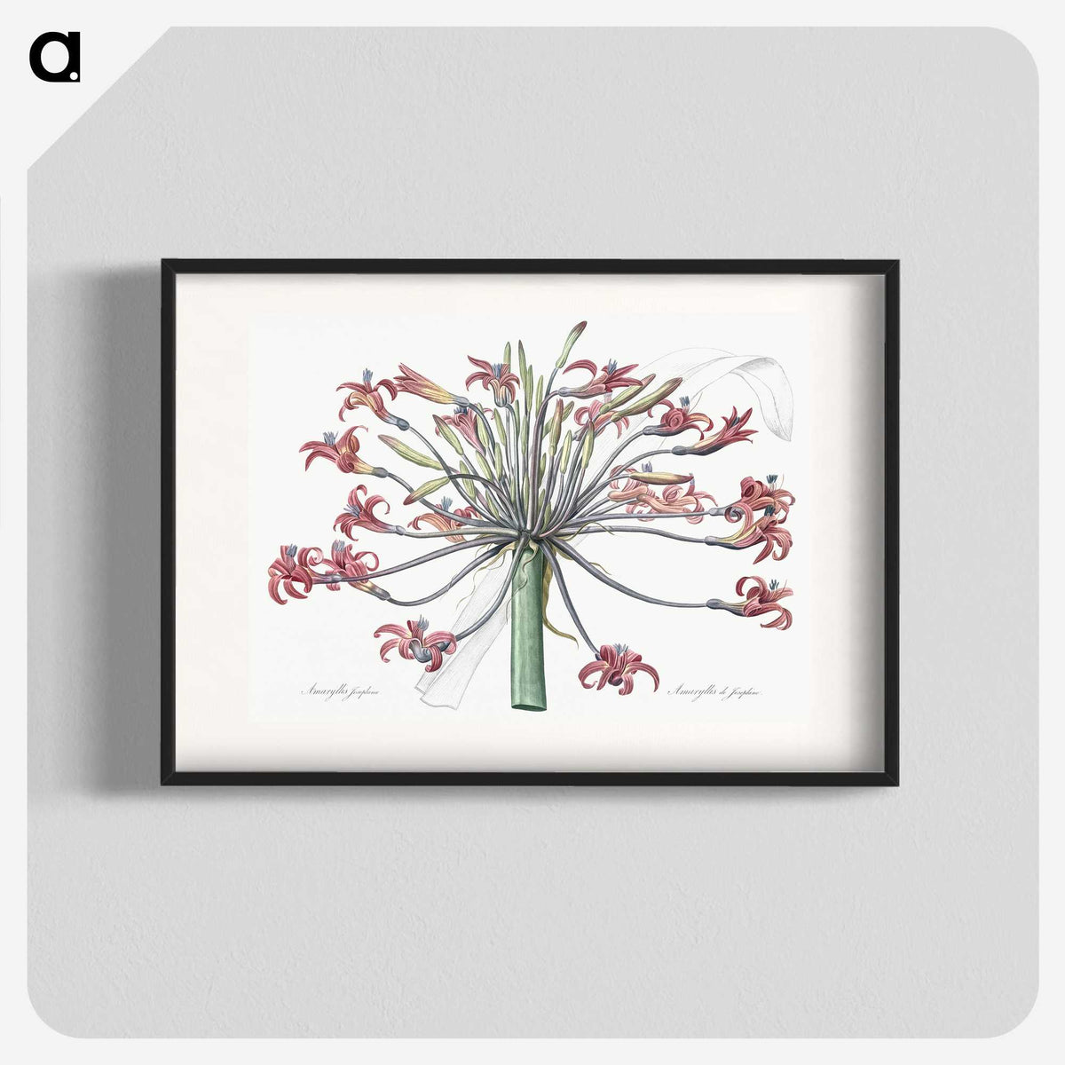 1-2_The-Lilies_blk