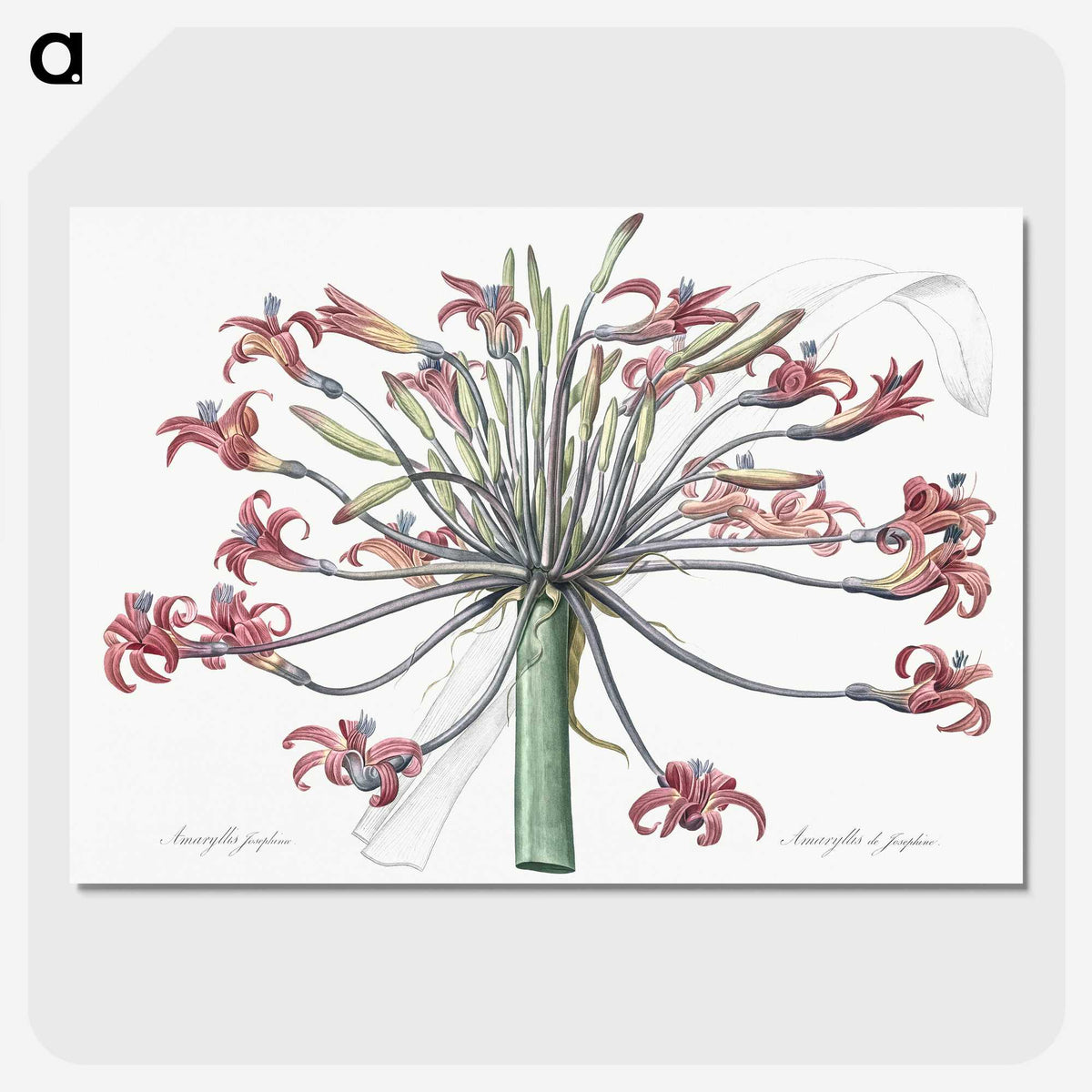 1-2_The-Lilies_picture-crop