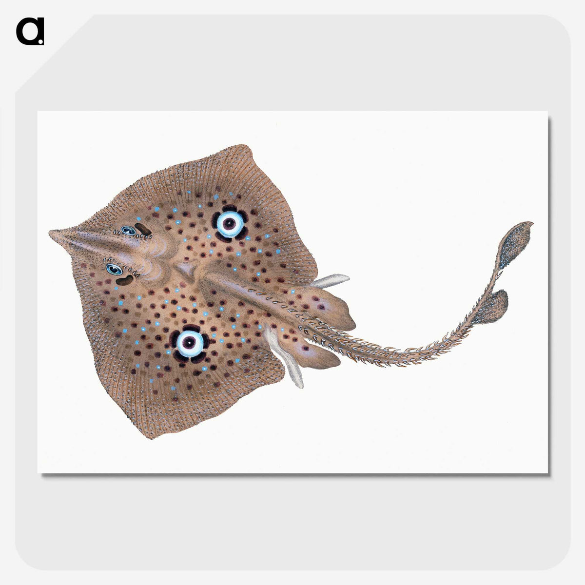 1-2_The-Natural-History-of-British-Fishes_picture-crop