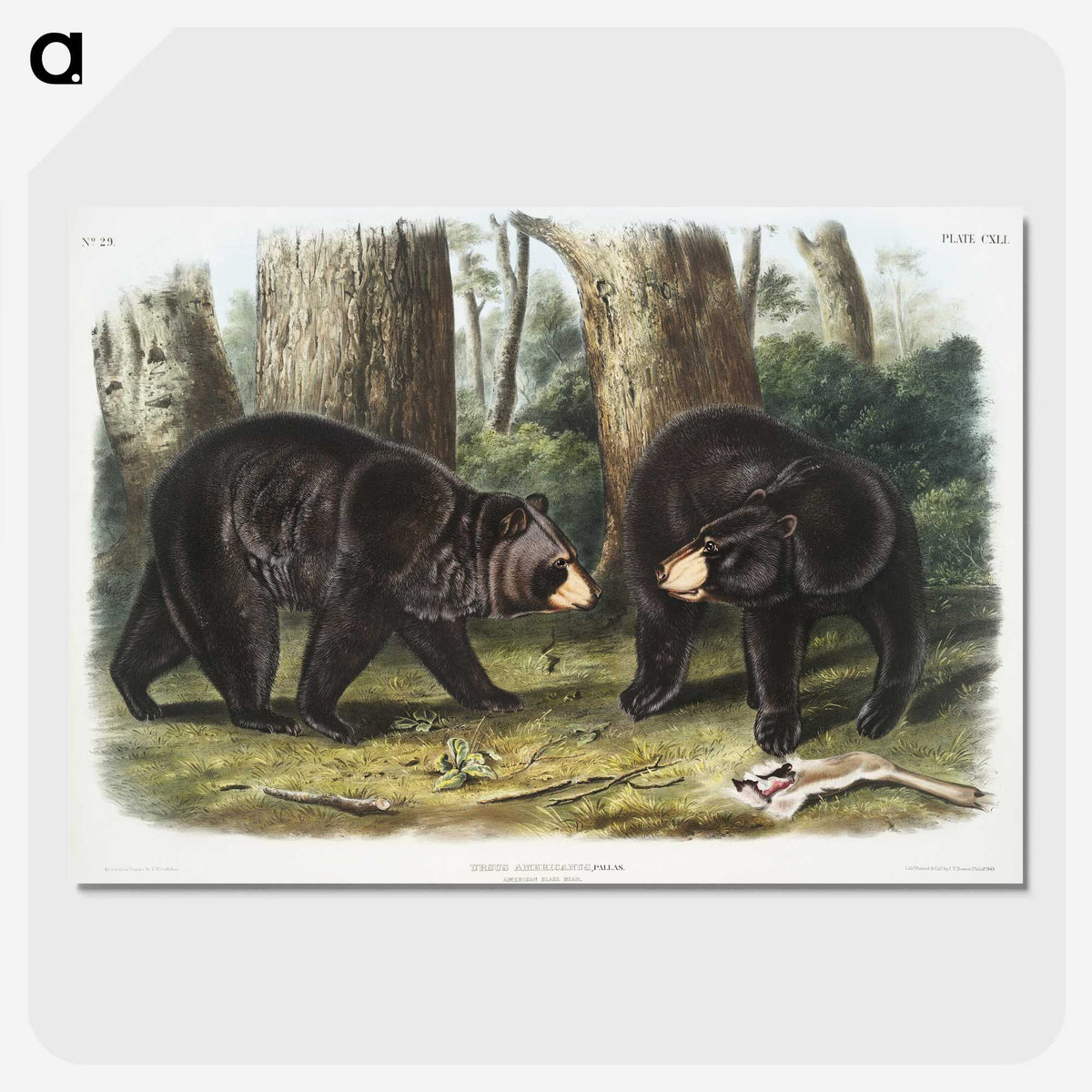 1-2_The-Viviparous-Quadrupeds_picture-crop