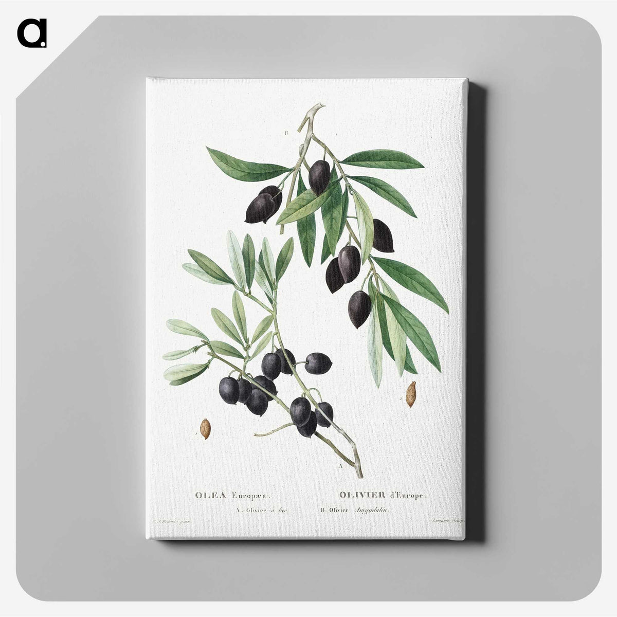 1-2_Treatise-on-Trees-and-Shrubs_canvas