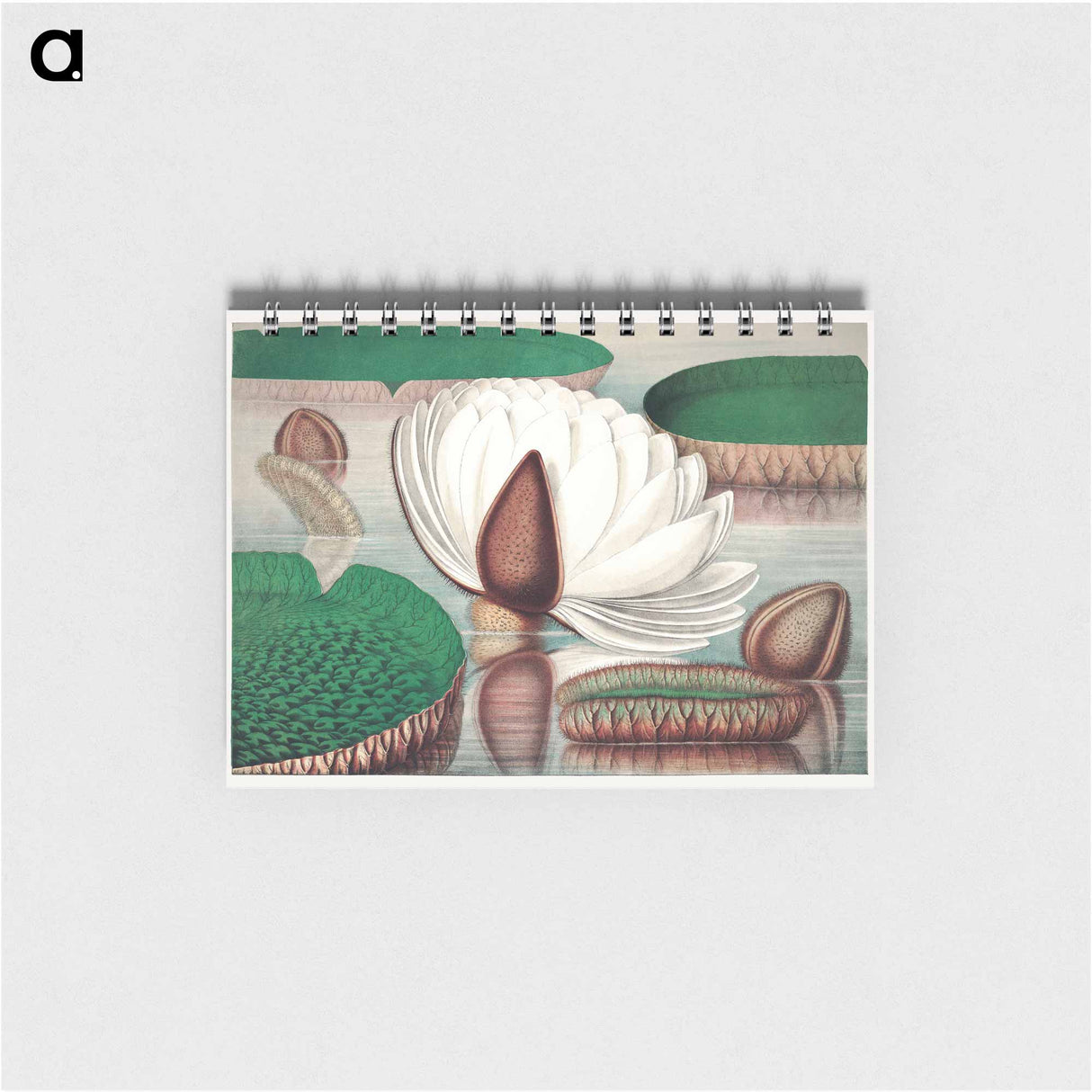 The Victoria Regia; or the Great Water Lily of America - ビクトリア レジア Memo.