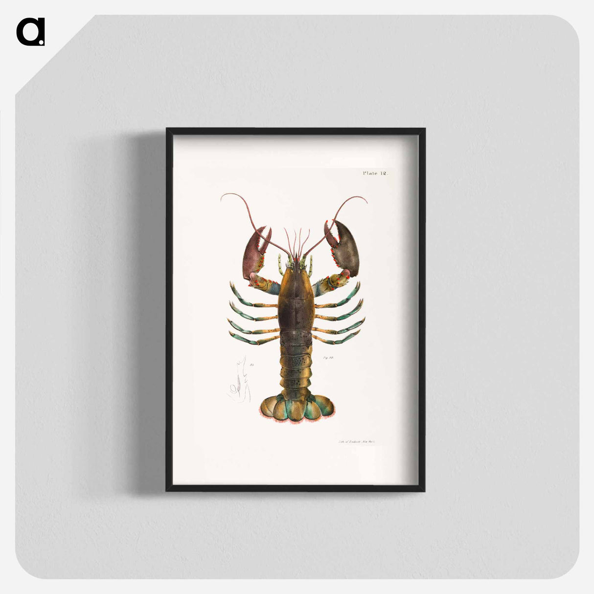 アートポスター-American lobster (Homarus americanus) illustration from Zoology of New york by James Ellsworth De Kay - ニューヨークの動物学 Poster.