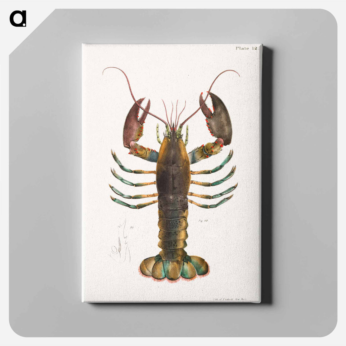 American lobster (Homarus americanus) illustration from Zoology of New York by James Ellsworth De Kay - Zoology of New York Canvas.