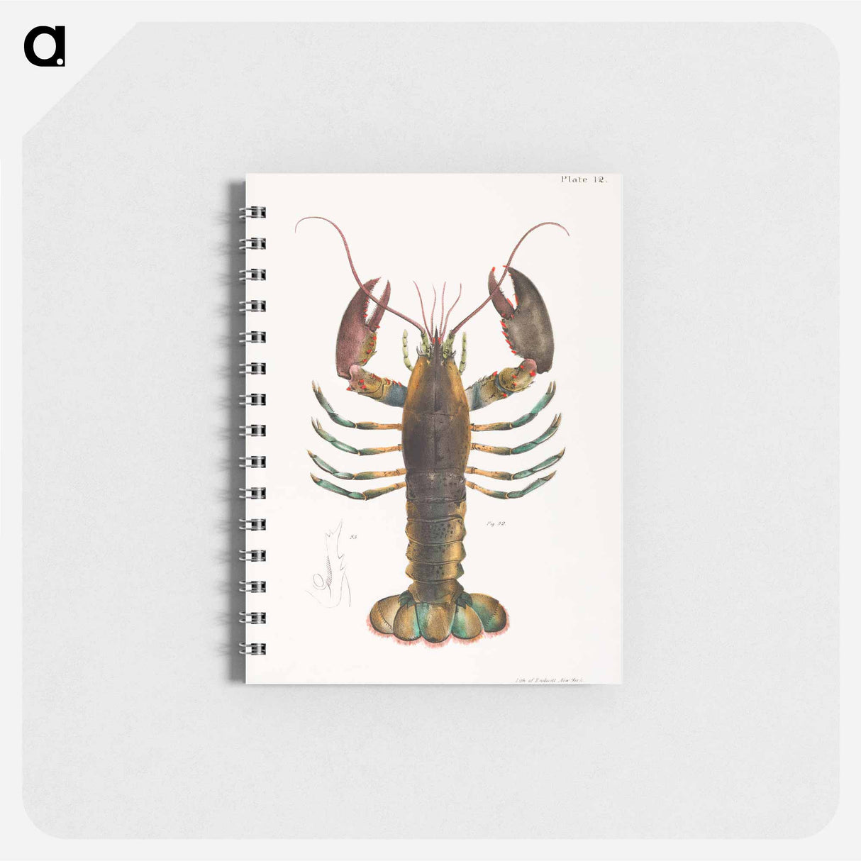 アートメモ帳-American lobster (Homarus americanus) illustration from Zoology of New york by James Ellsworth De Kay - ニューヨークの動物学 Memo.