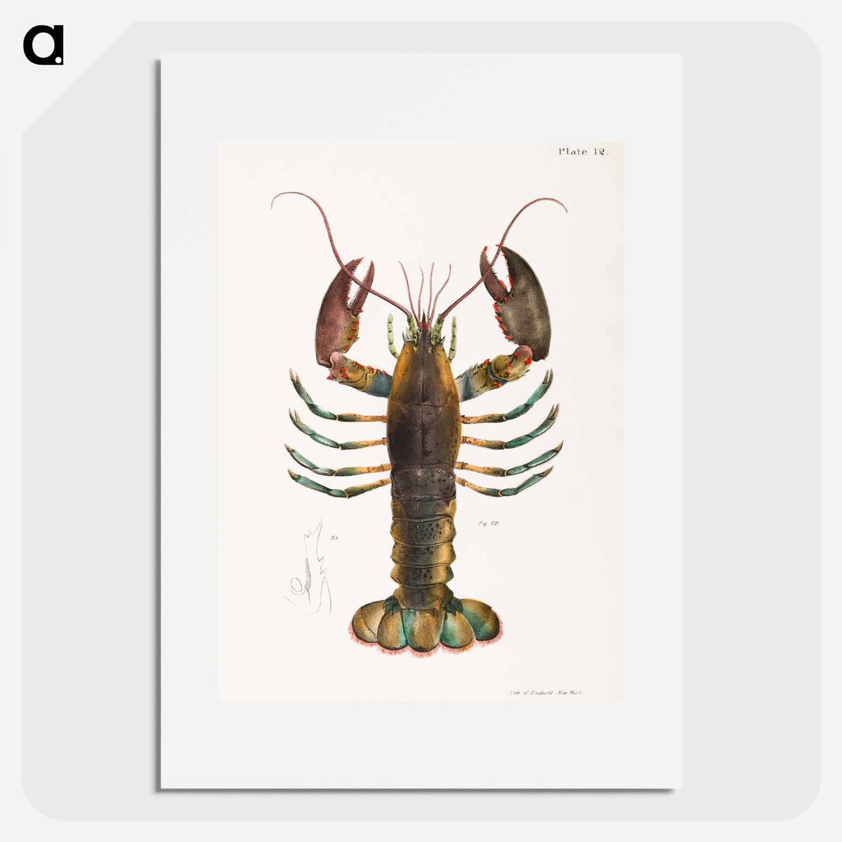 American lobster (Homarus americanus) illustration from Zoology of New york by James Ellsworth De Kay - ニューヨークの動物学 Poster.