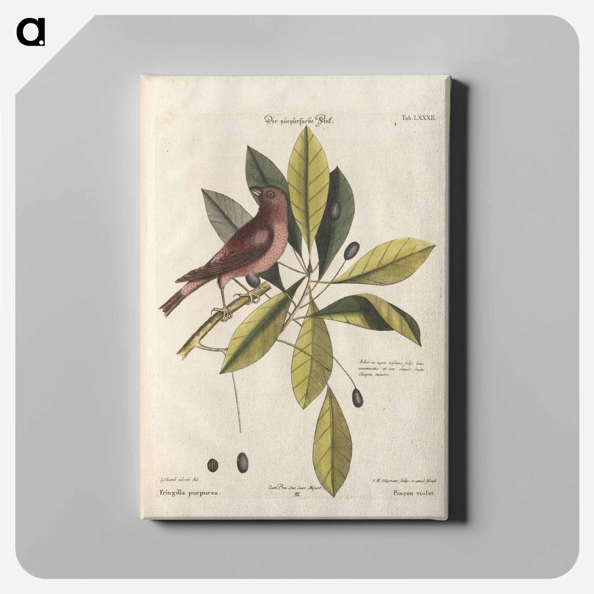 Bird and plants illustration - イー ララ Canvas.