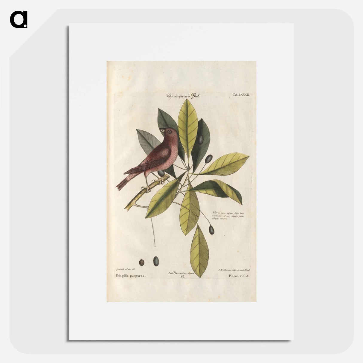 Bird and plants illustration - イー ララ Poster.