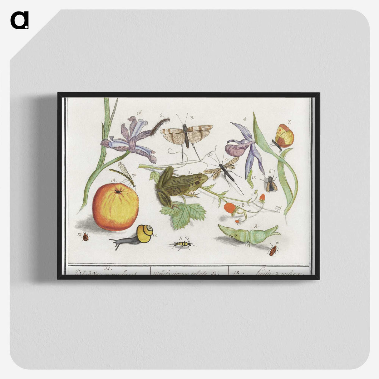 1-30_Anselmus-Boetius-de-Boodt_blk-crop