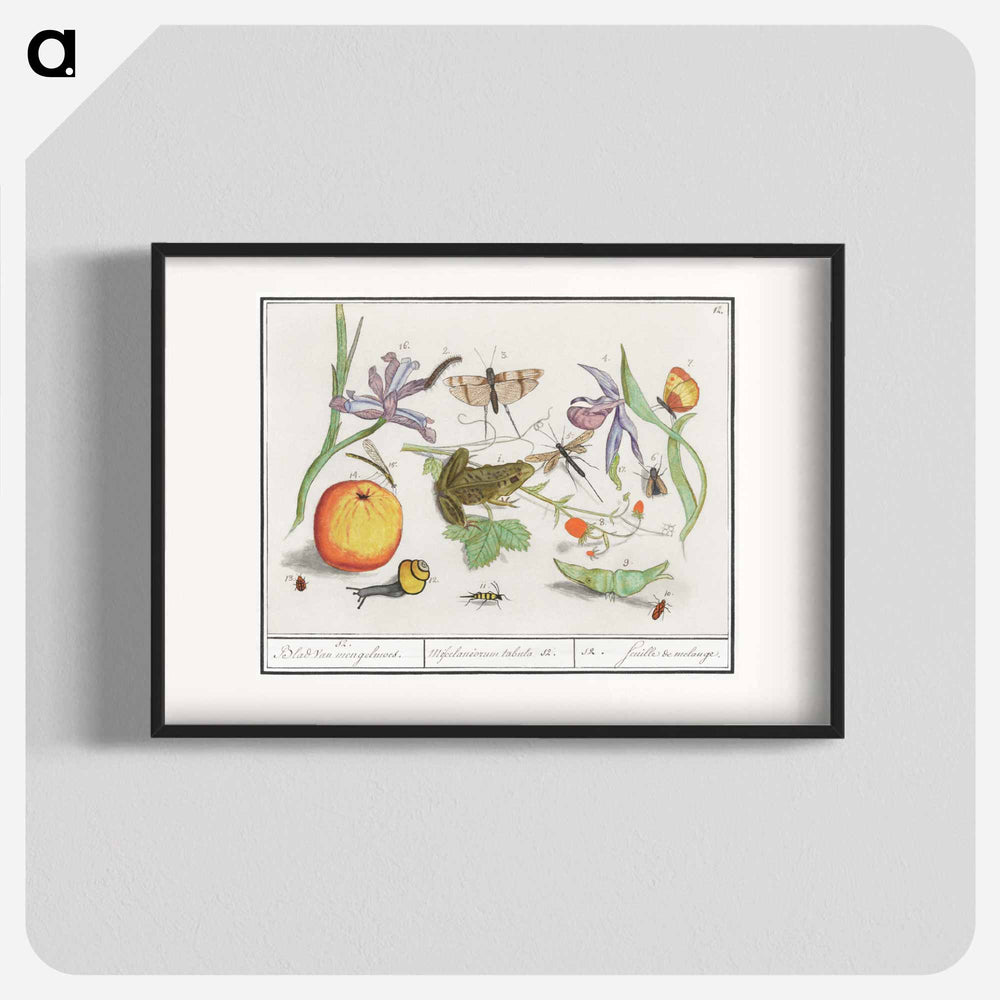Natural History Ensemble, no. 12 - アンセルムス ボエティウス デ ブート Poster.