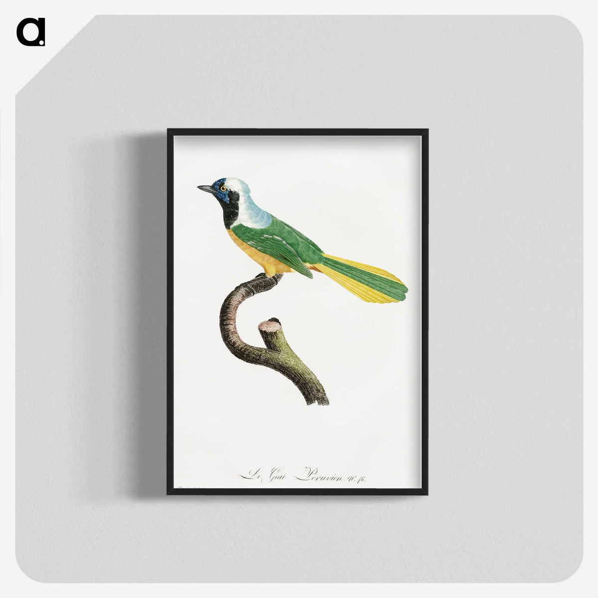 1-30_Des-Oiseaux-de-Paradis_blk-crop