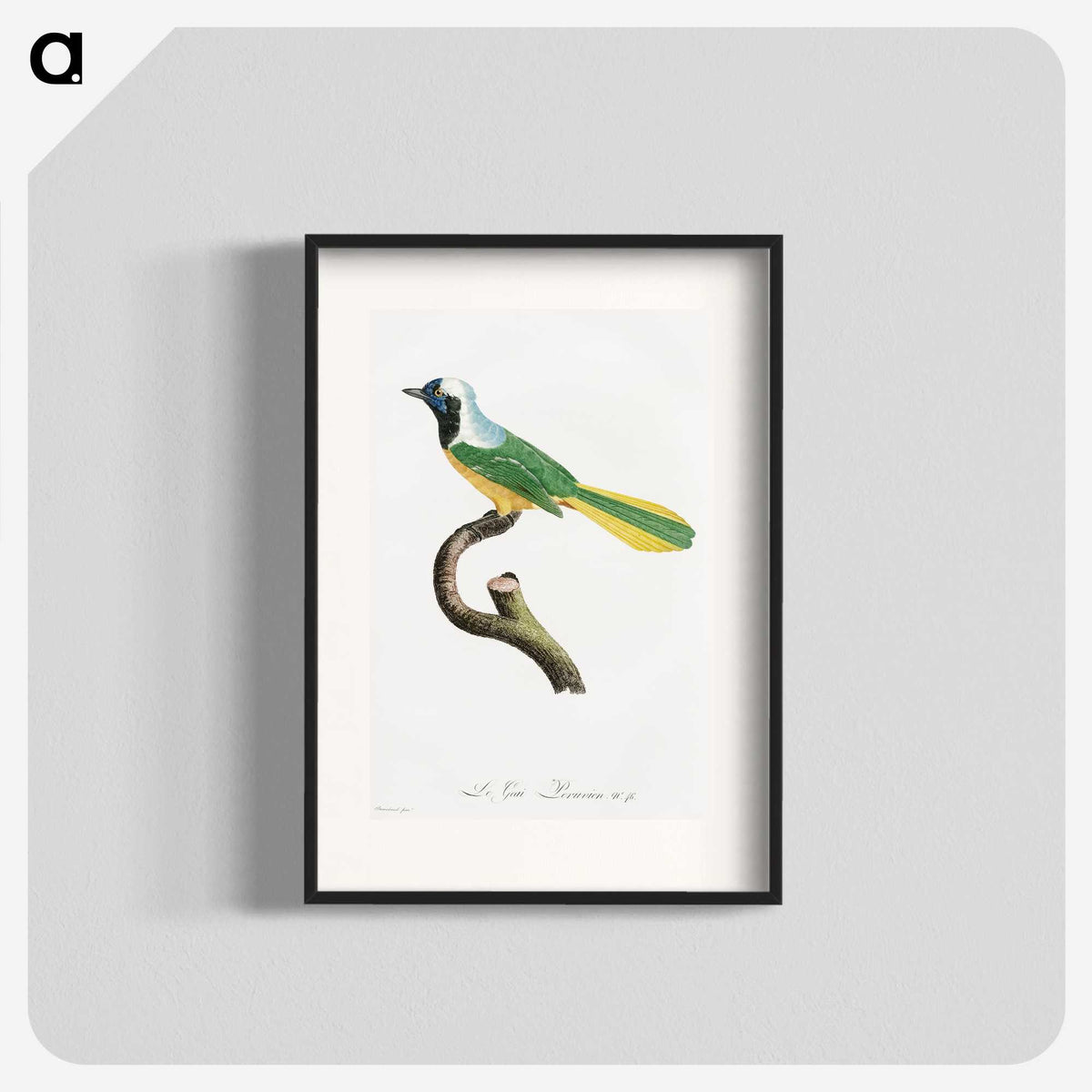 1-30_Des-Oiseaux-de-Paradis_blk