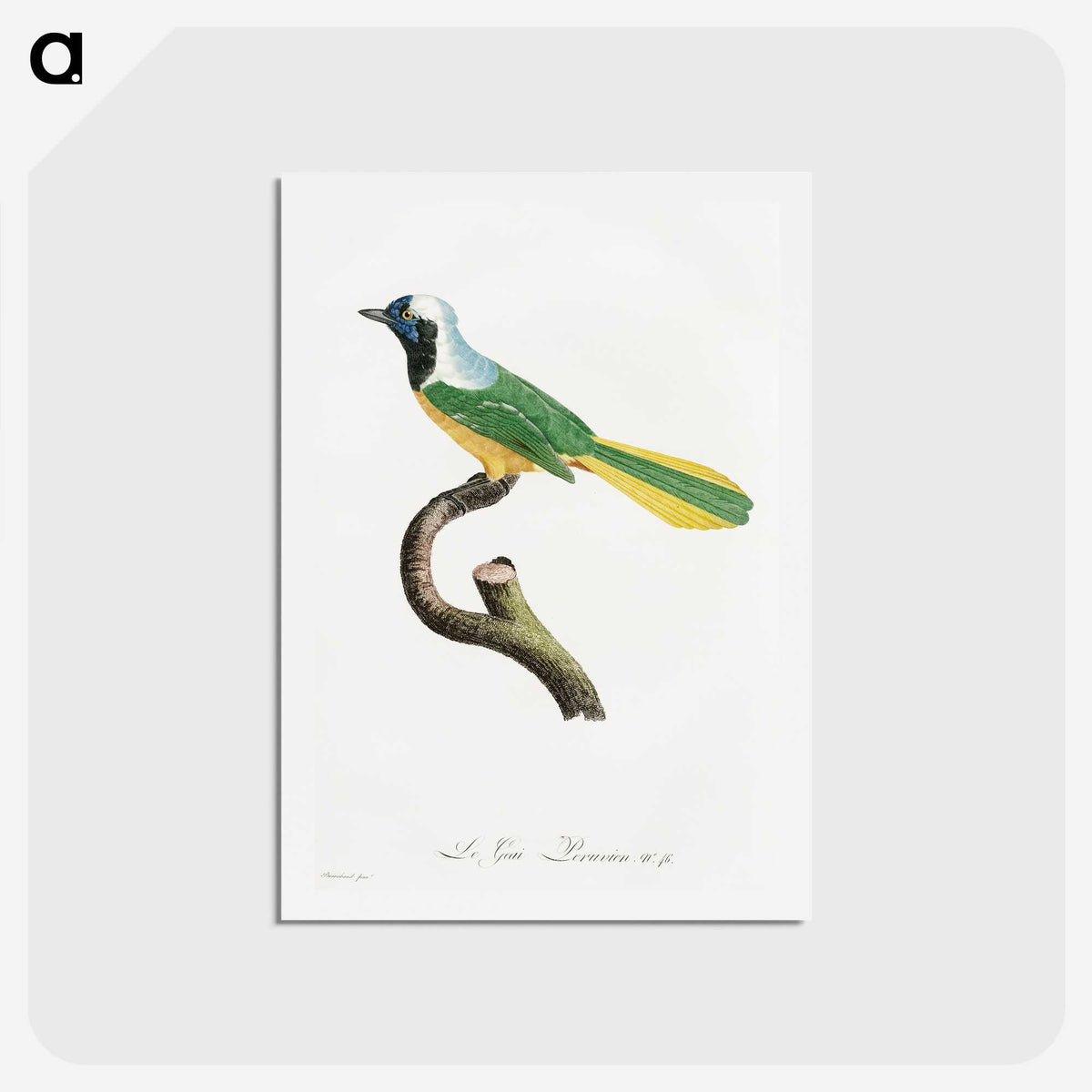 1-30_Des-Oiseaux-de-Paradis_hagaki