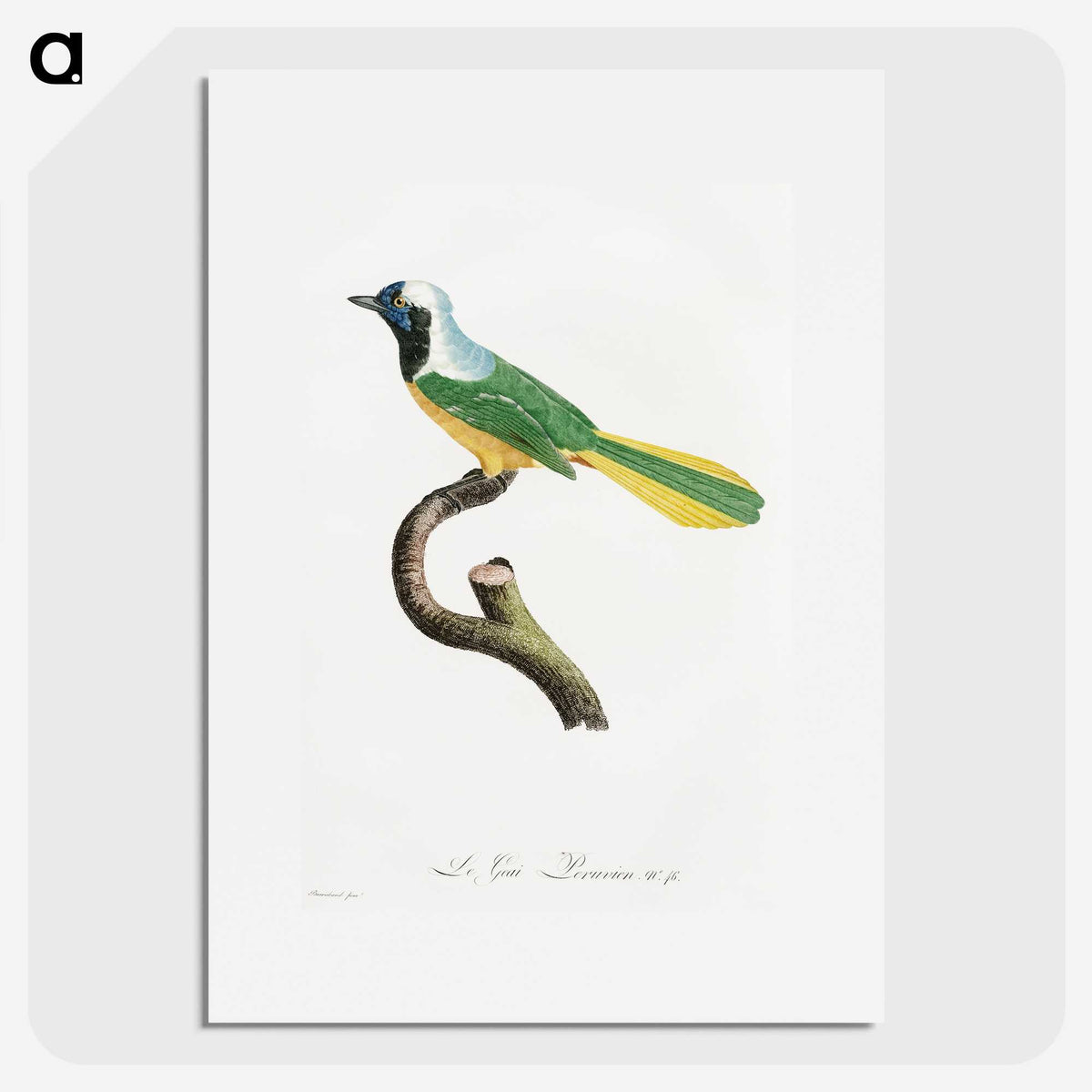1-30_Des-Oiseaux-de-Paradis_picture