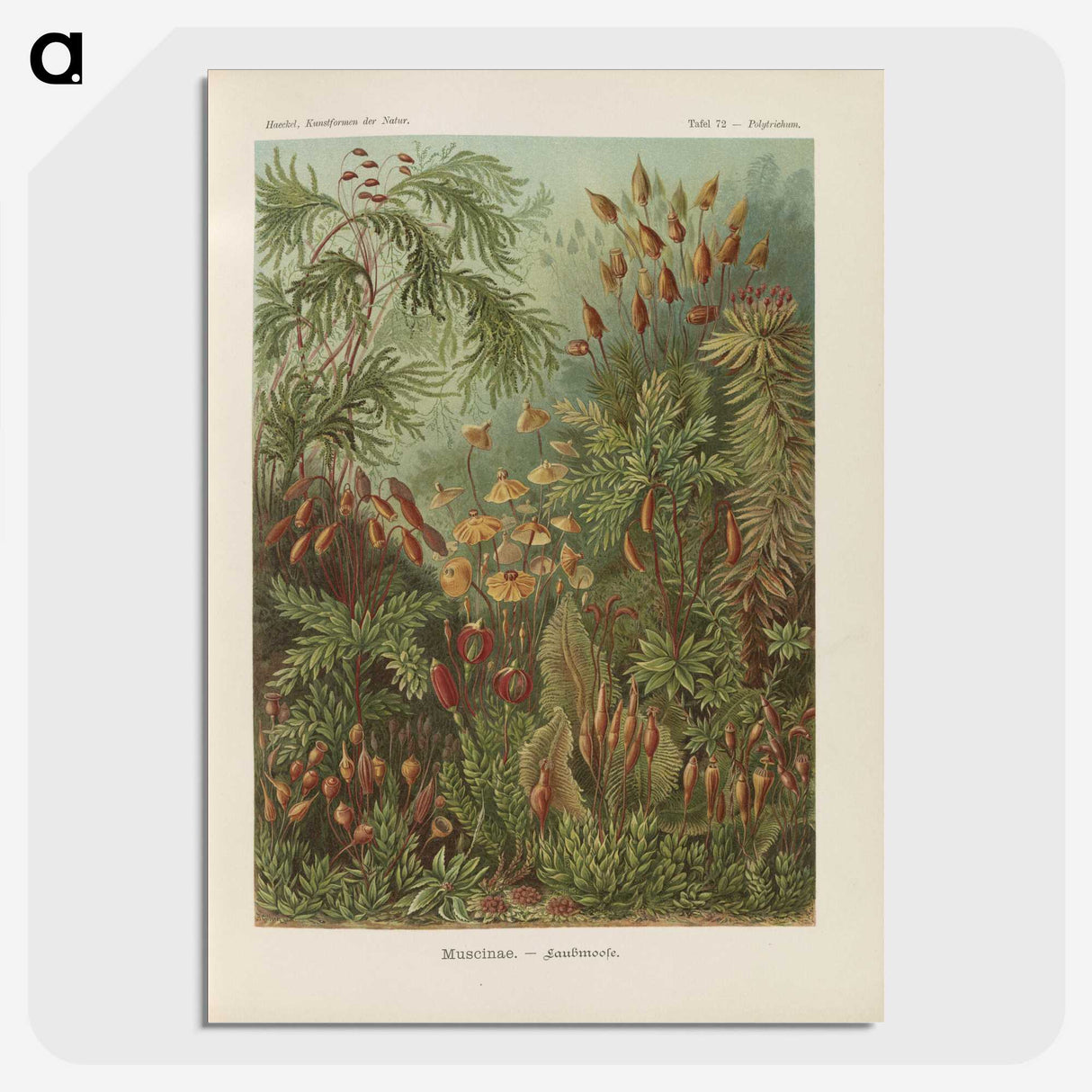 1-30_Ernst-Haeckel_picture-crop