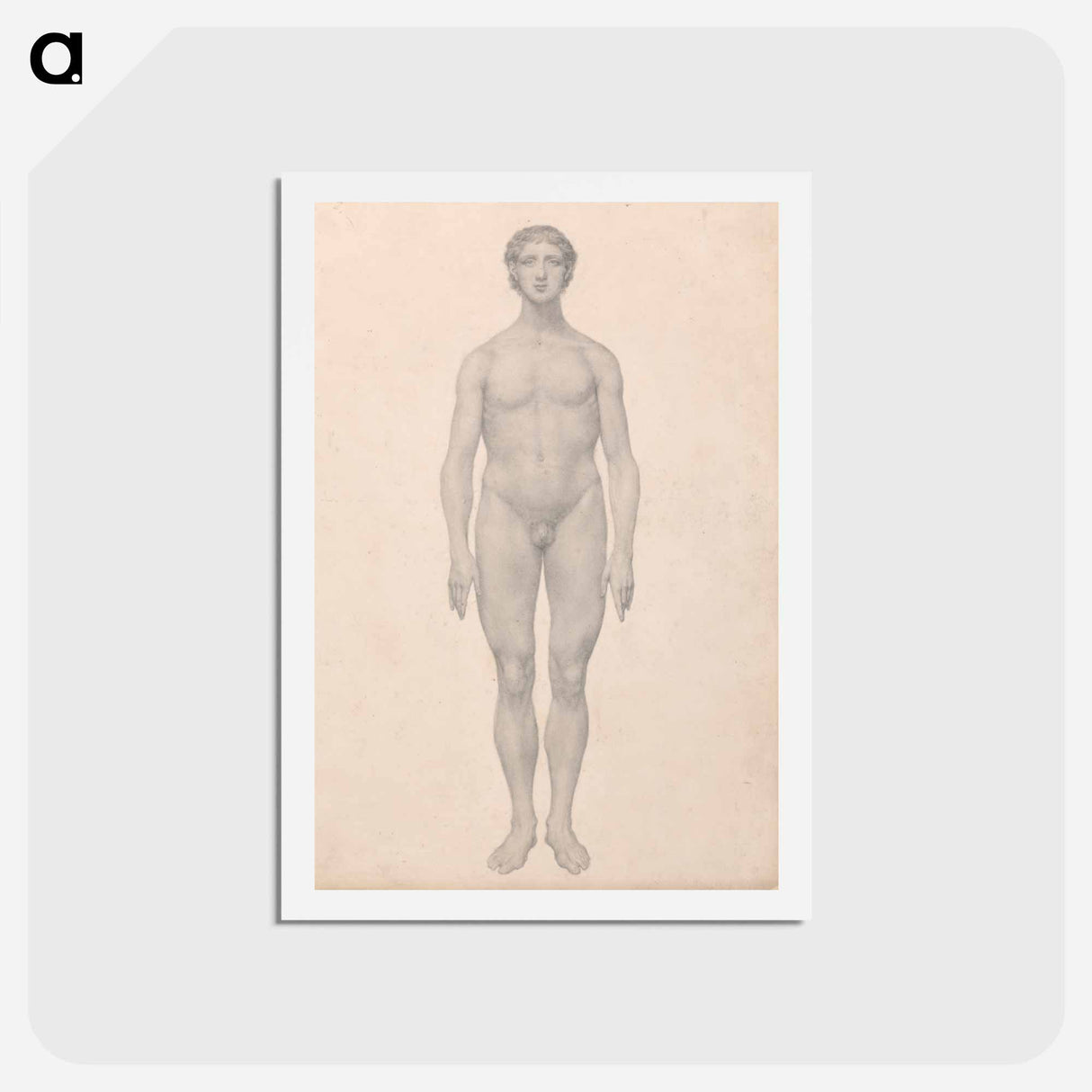 アートポストカード-Human Figure, Anterior View
- ジョージ スタッブス Postcard.