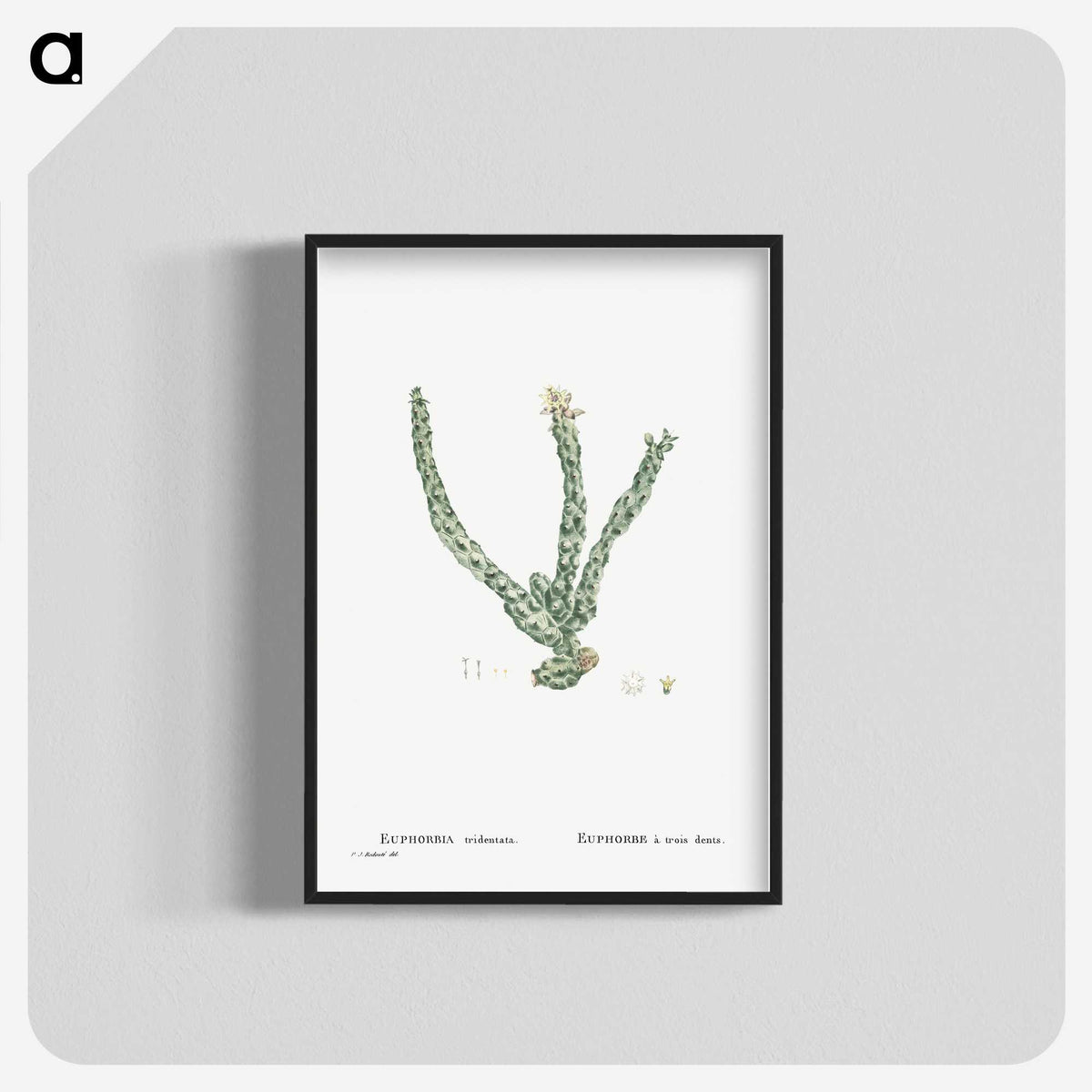 1-30_Histoire-des-Plantes-Grasses_blk-crop