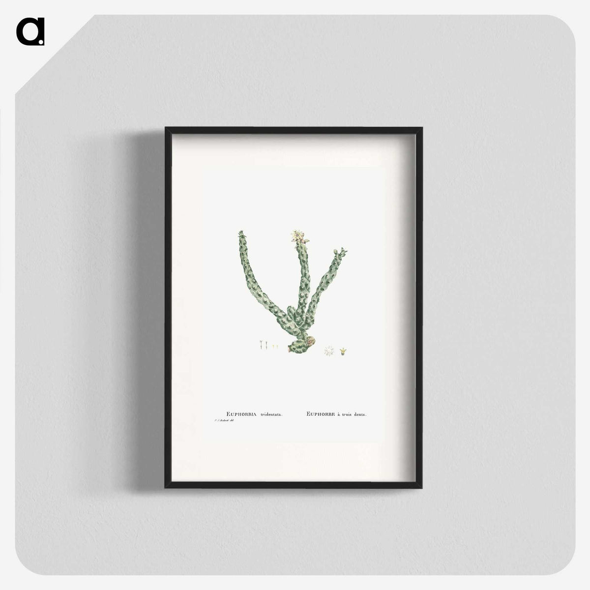 1-30_Histoire-des-Plantes-Grasses_blk