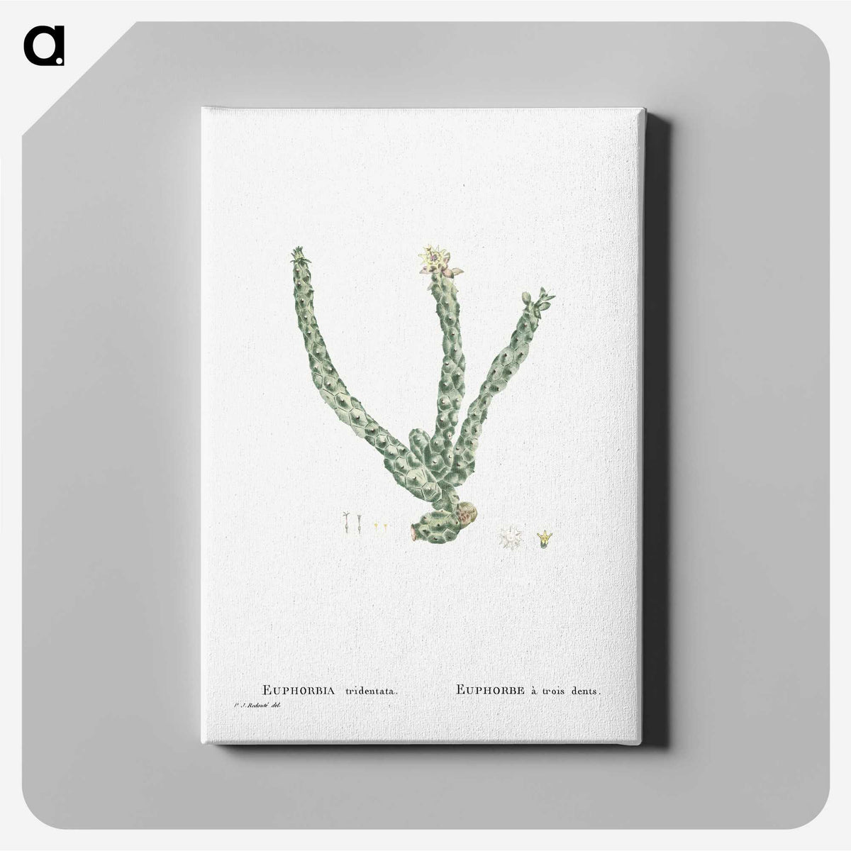 1-30_Histoire-des-Plantes-Grasses_canvas