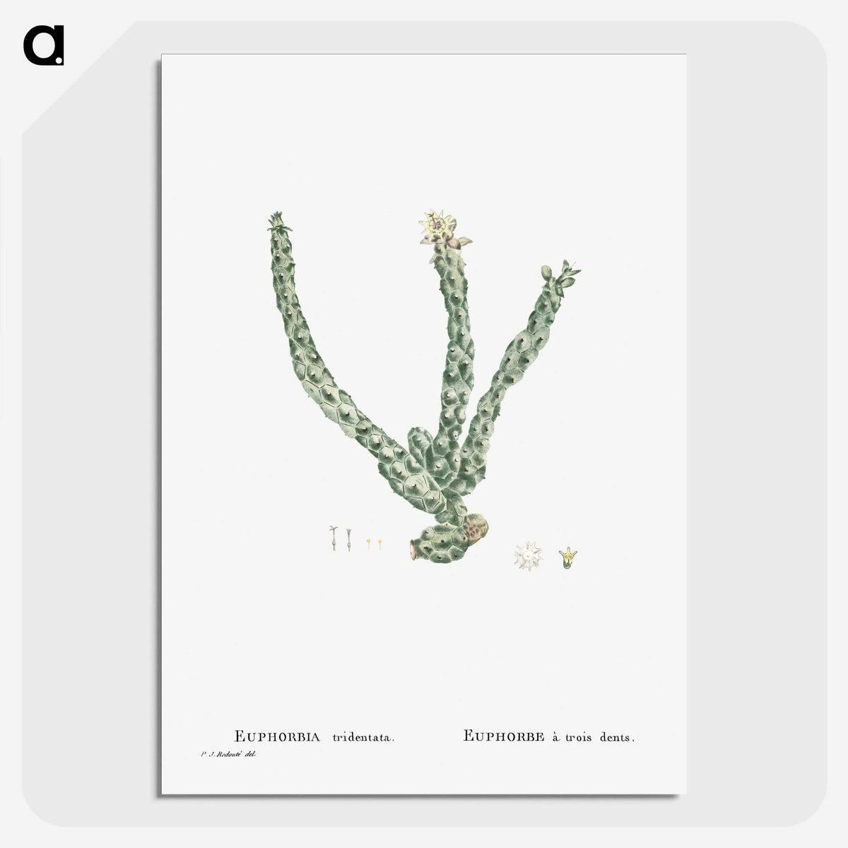1-30_Histoire-des-Plantes-Grasses_picture-crop