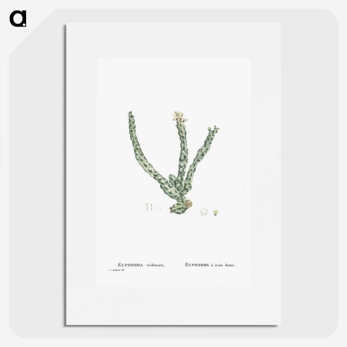 1-30_Histoire-des-Plantes-Grasses_picture