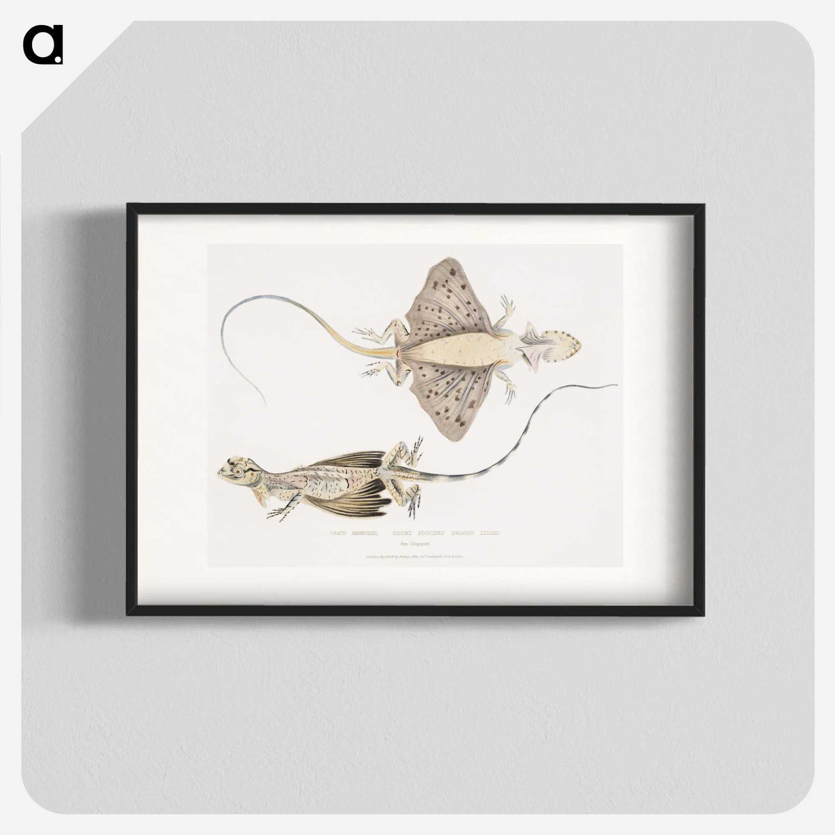 1-30_Indian-Zoology_blk