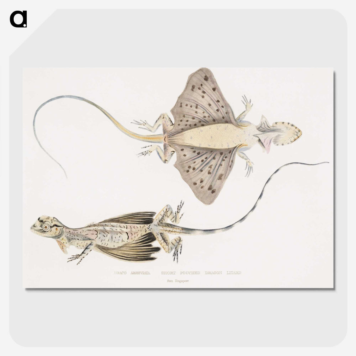 1-30_Indian-Zoology_picture-crop