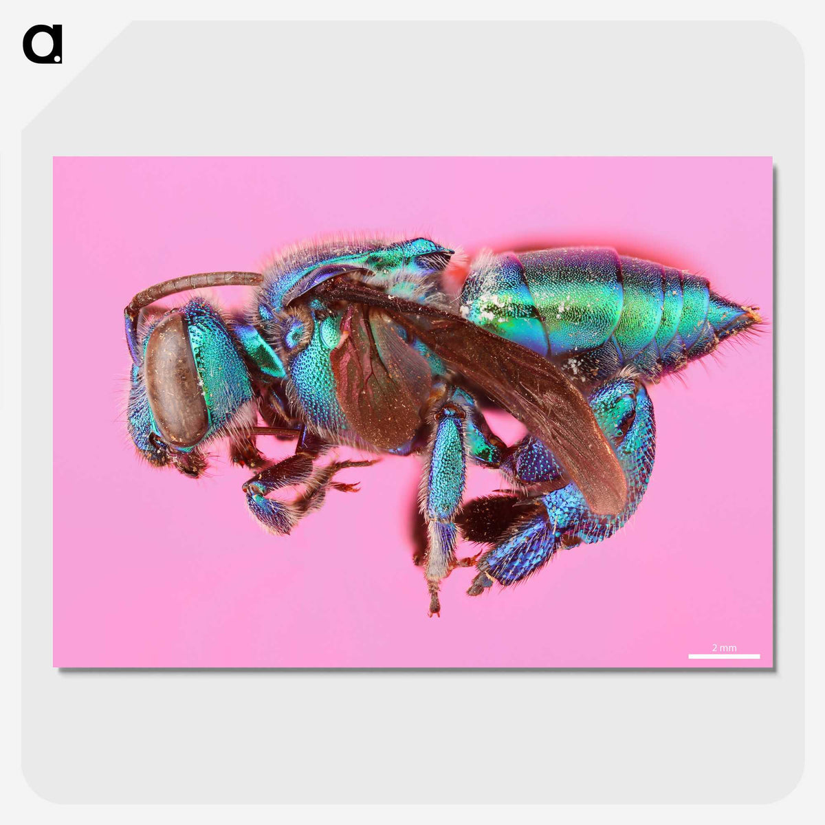 1-30_Insects-Unlocked-Project_picture-crop