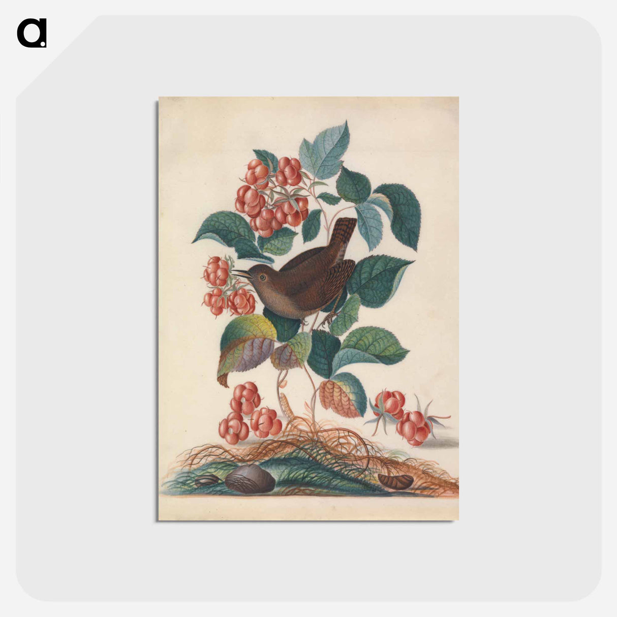 アートポストカード-Eurasian Wren and Companions
- ジェームズ ボルトン Postcard.