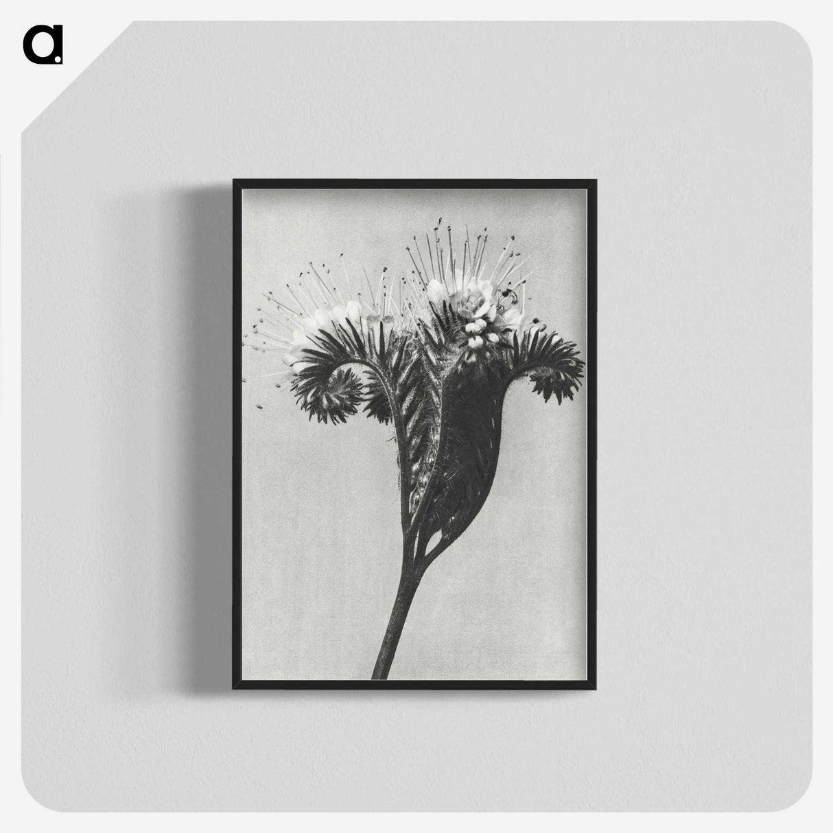 1-30_Karl-Blossfeldt_blk-crop