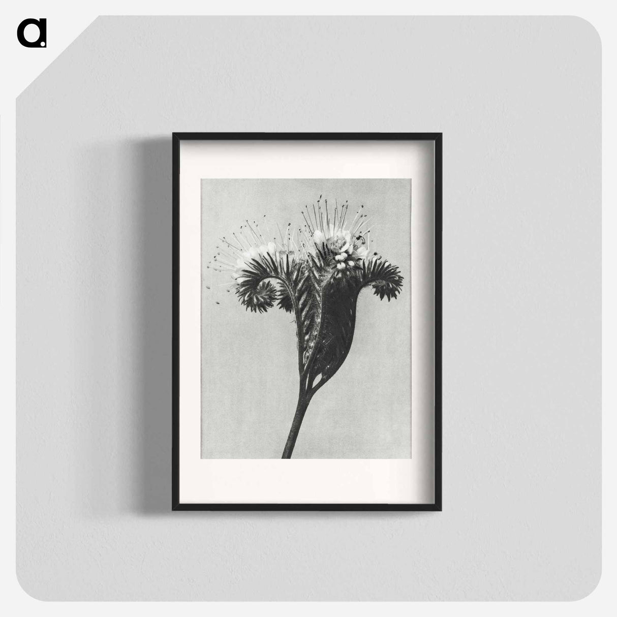 アートポスター-Phacelia tanacetifolia - カール ブロスフェルト Poster.