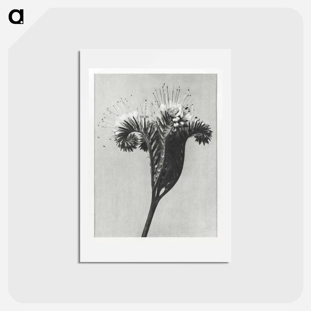アートポストカード-Phacelia tanacetifolia - カール ブロスフェルト Postcard.