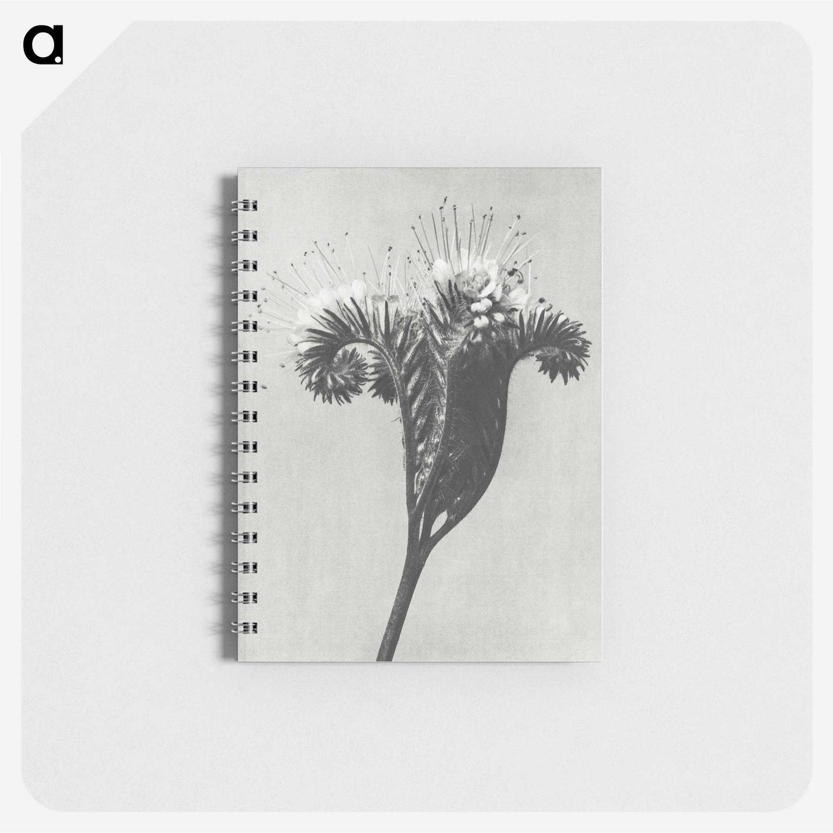 1-30_Karl-Blossfeldt_memo