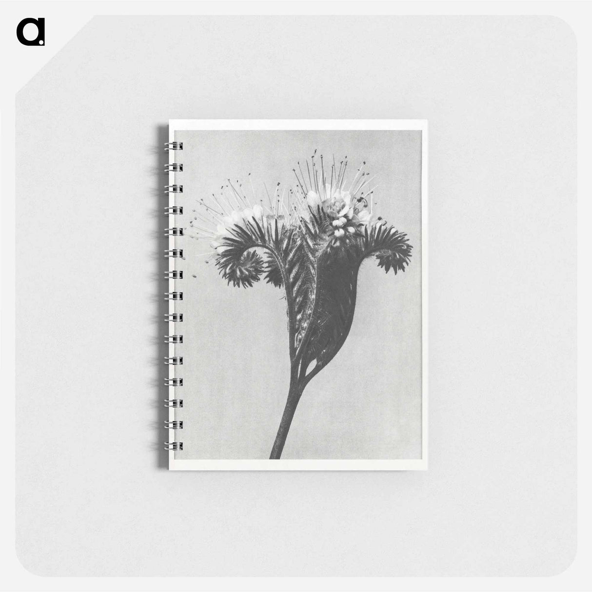 Phacelia tanacetifolia - カール ブロスフェルト Memo.