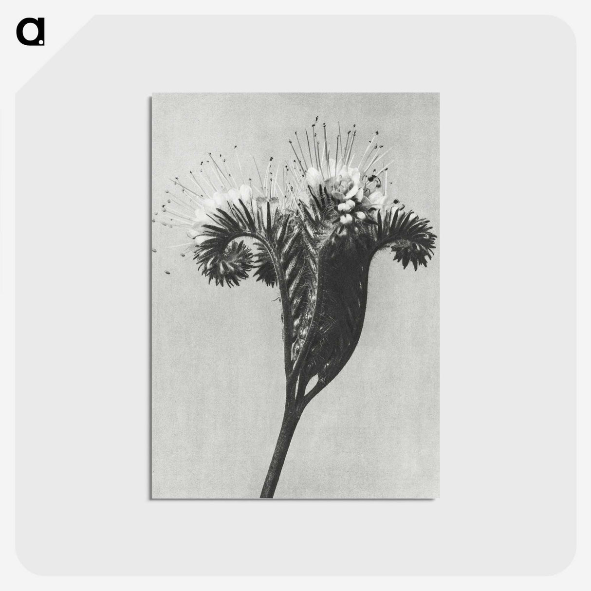 1-30_Karl-Blossfeldt_postcard