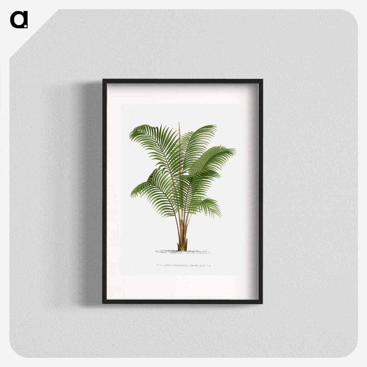 1-30_Les-Palmiers-Histoire-Iconographique_blk