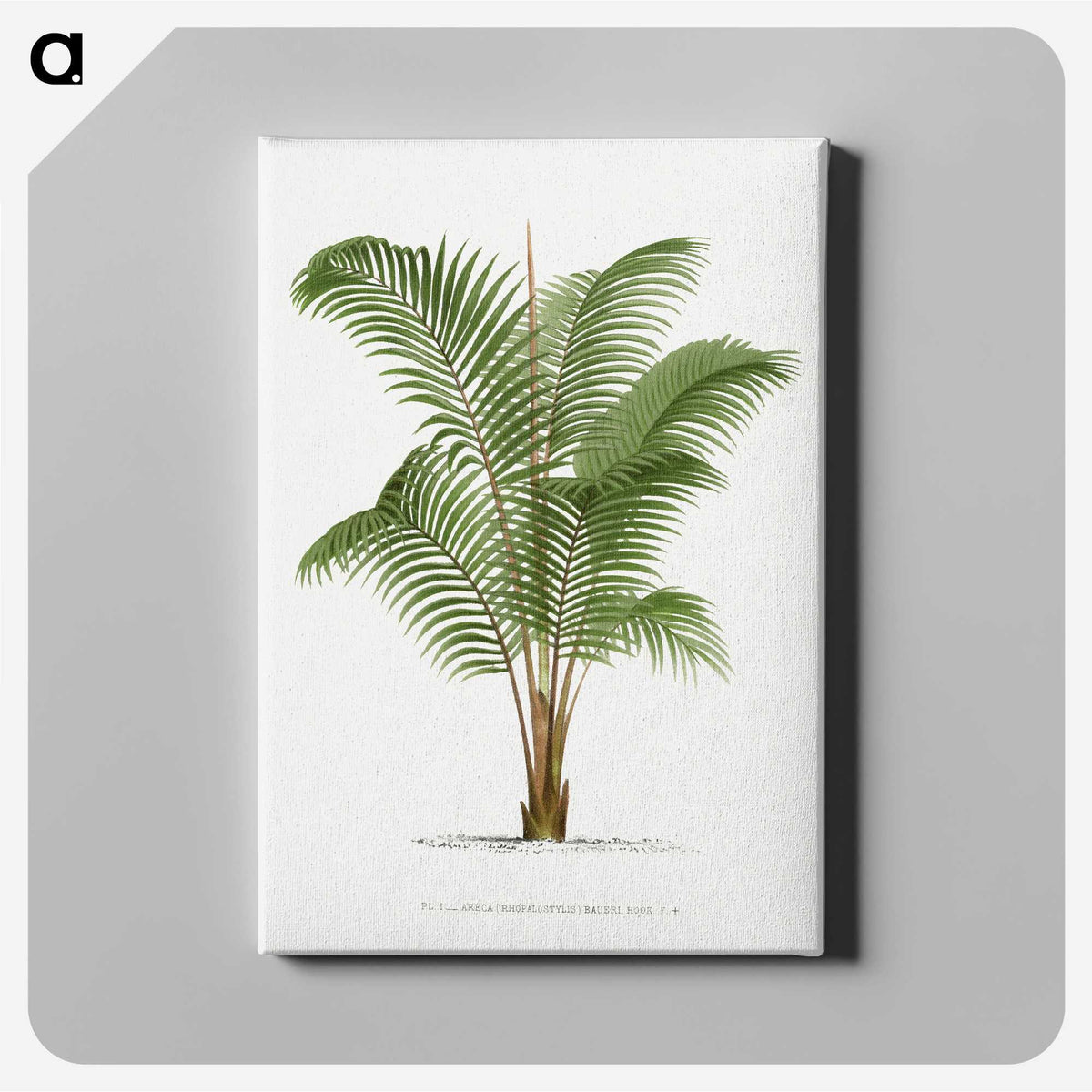 1-30_Les-Palmiers-Histoire-Iconographique_canvas