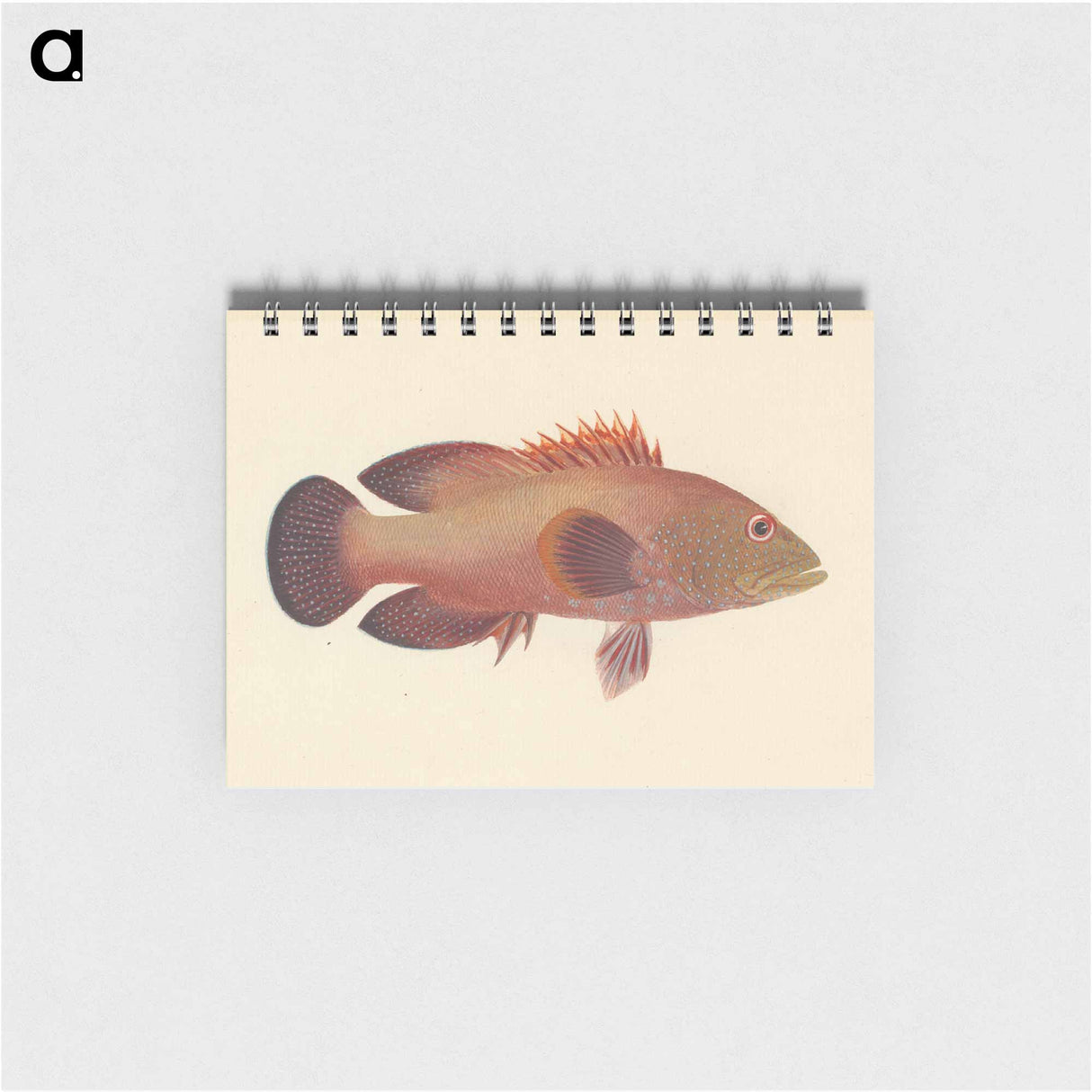 Unidentified Fish
- ルイージ バルガーニ Memo.