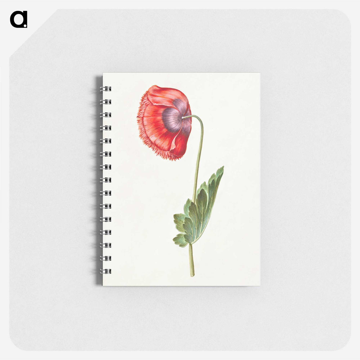 1-30_Maria-Sibylla-Merian_memo