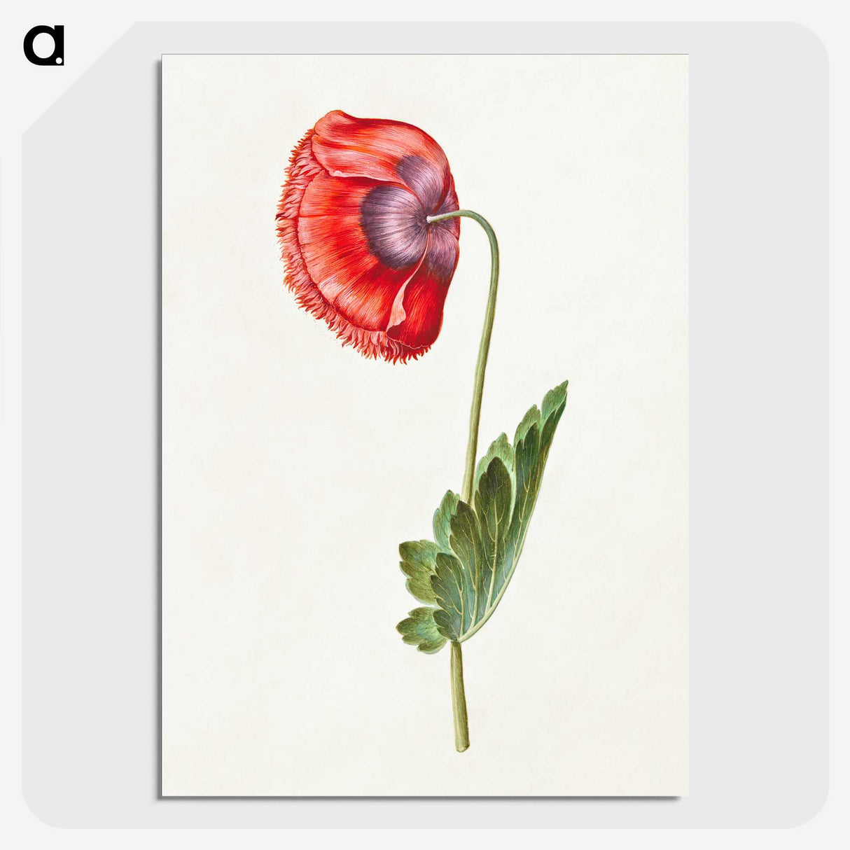 1-30_Maria-Sibylla-Merian_picture-crop