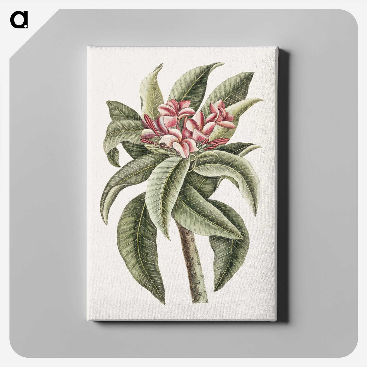 1-30_Mark-Catesby_canvas