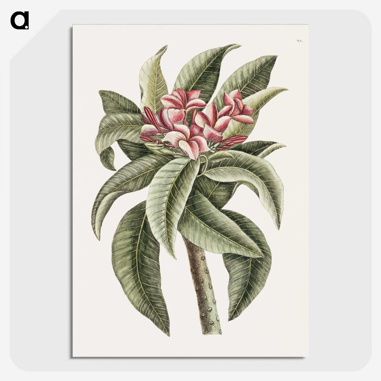1-30_Mark-Catesby_picture-crop