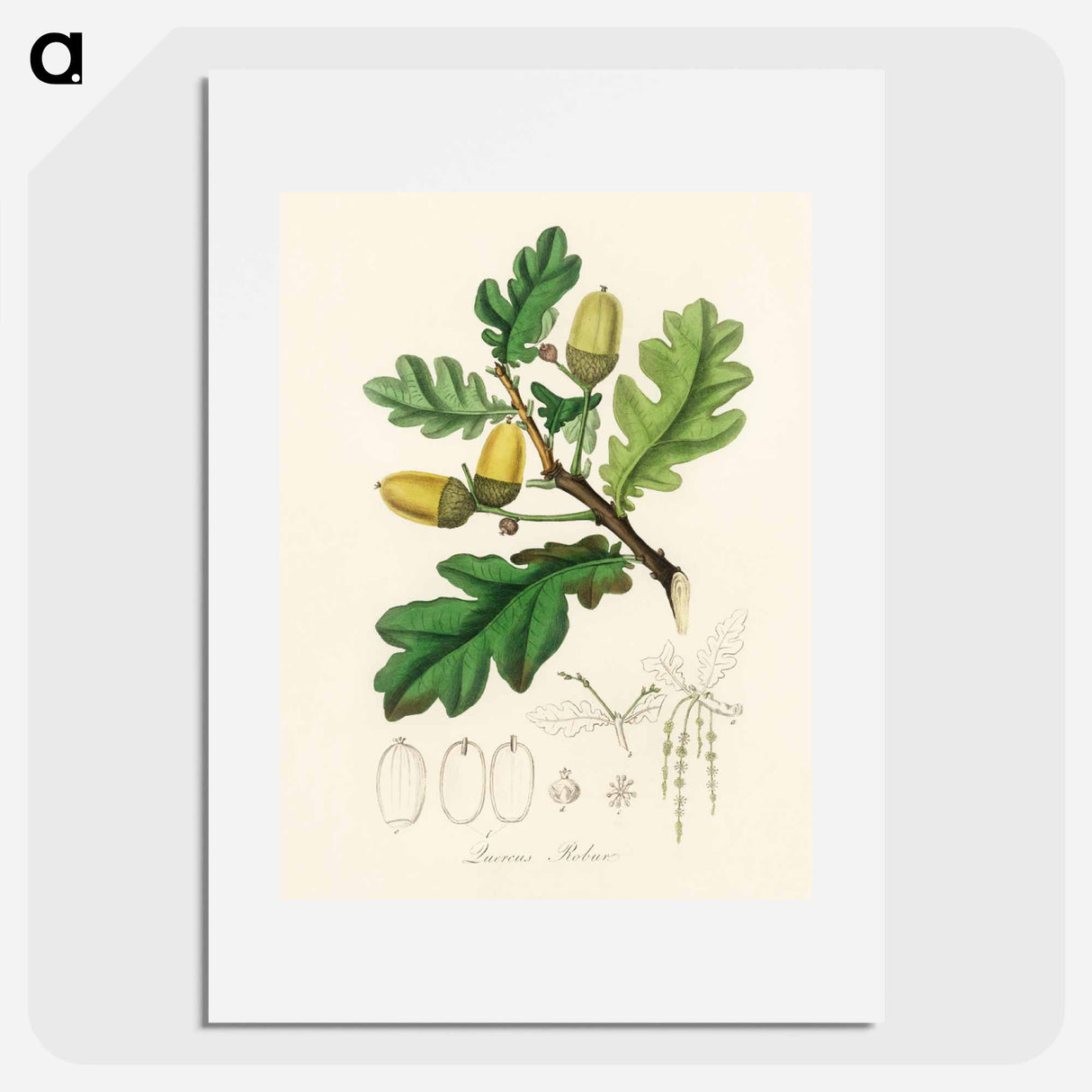 アートポスター-Quercus robur Illustration
- 薬用植物学 Poster.