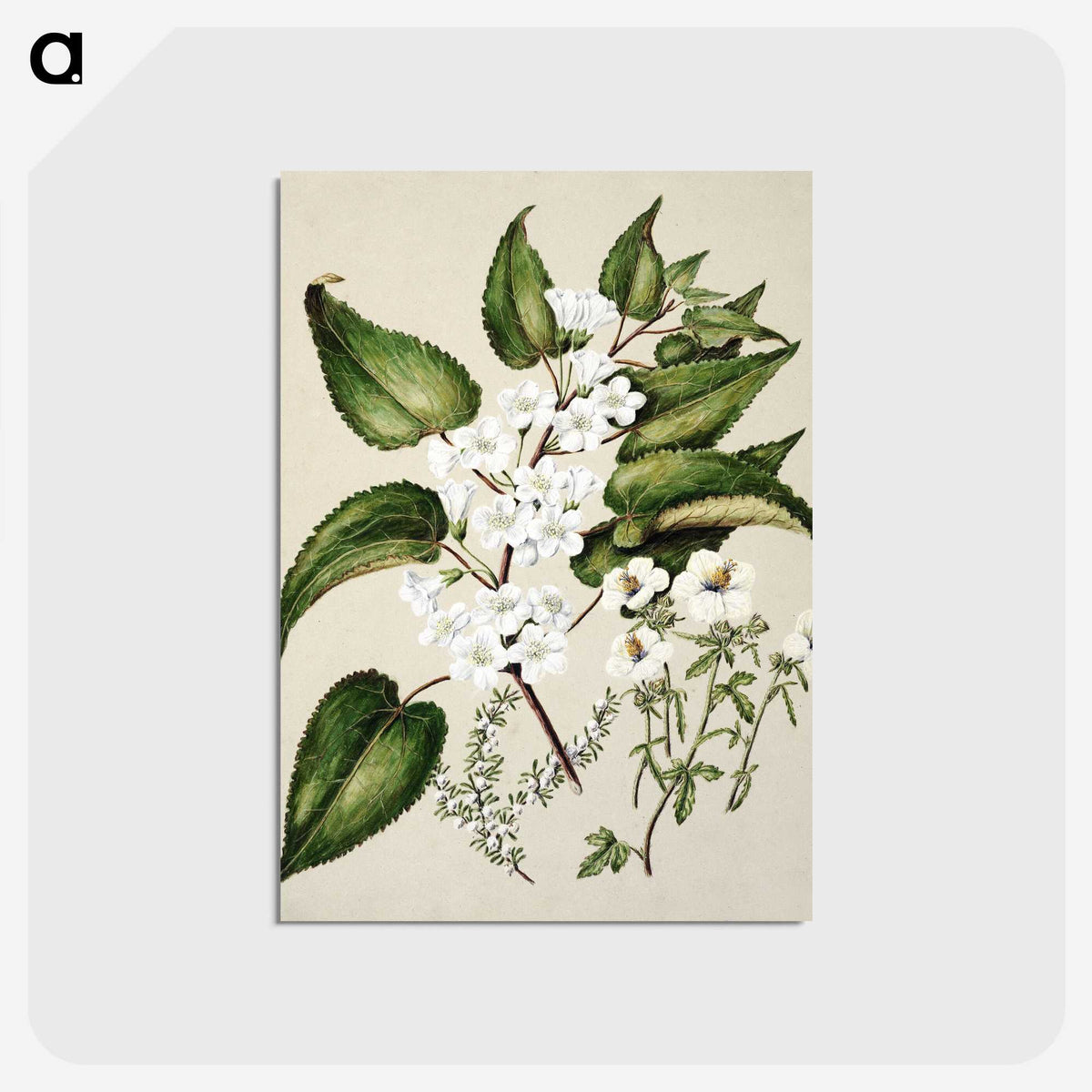 1-30_Native-Flowering-Plants-of-New-Zealand_postcard