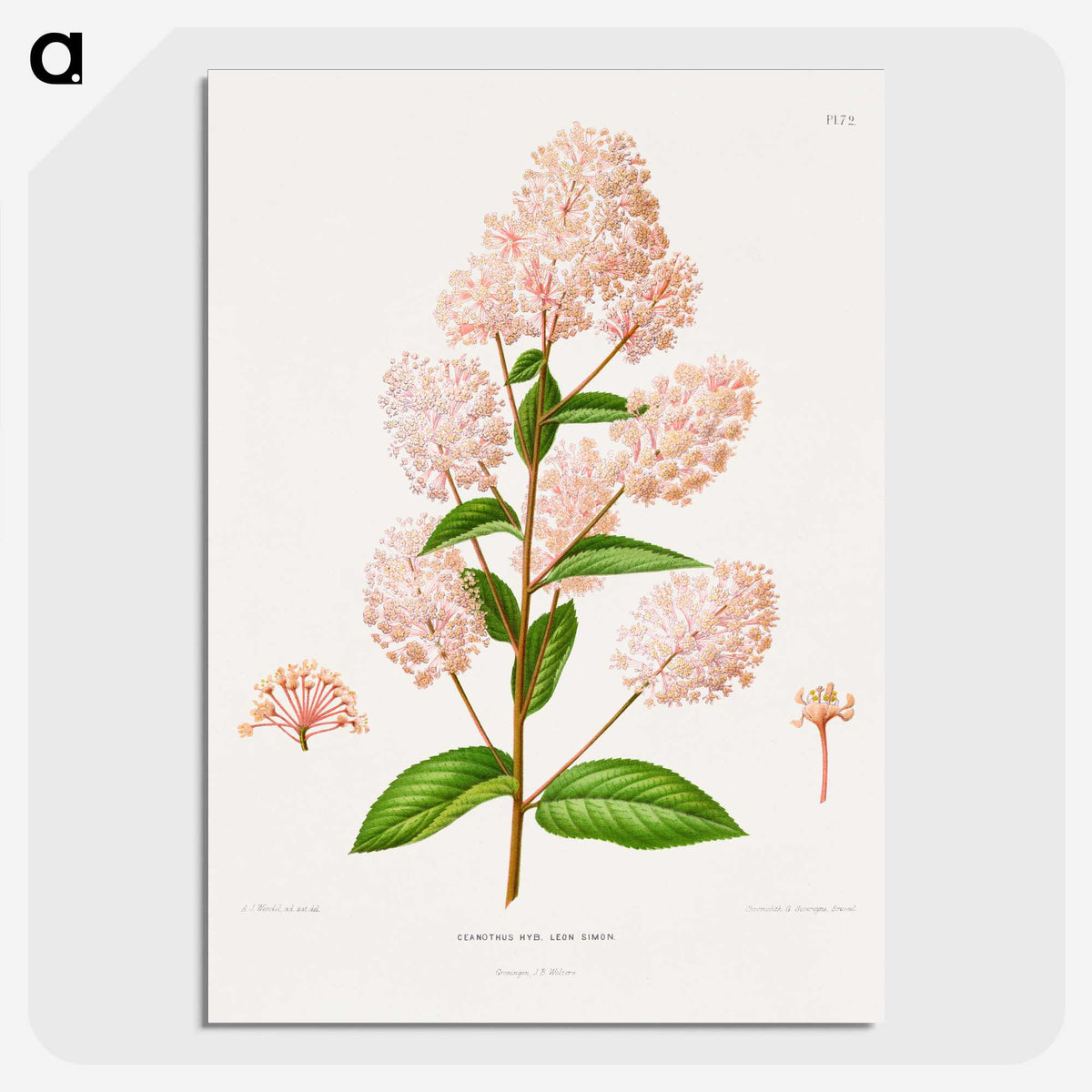 1-30_Nederlandsche-Flora-en-Pomona_picture-crop